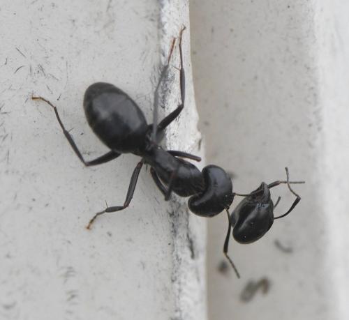 Réf. 246 421 : Camponotus vagus